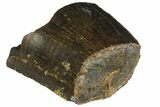 Partial, Serrated, Tyrannosaur Tooth - Two Medicine Formation #145023-3